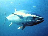 Tuňák obecný, Thunnus thynnus, Northern bluefin tuna - http://www.univ-ubs.fr/ecologie/Photos/visco2.jpg