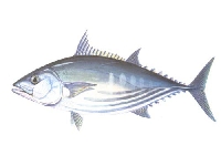 Tuňák pruhovaný, Euthynnus pelamis, Skipjack tuna - http://www.clubdelamar.org/listado_foto.jpg