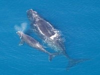 Velryba černá, Eubalaena glacialis, Northern right whale - http://upload.wikimedia.org/wikipedia/commons/thumb/6/6a/Eubalaena_glacialis_with_calf.jpg/200px-Eubalaena_glacialis_with_calf.jpg