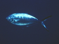 Vidlatka skvrnitá, Trachynotus ovatus, Derbio - http://www.fishbase.org/images/species/Trova_u0.jpg