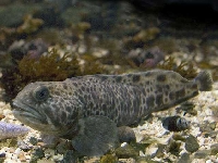 Vlkouš skvrnitý, Anarhichas minor, Spotted wolffish - http://www.seawater.no/fauna/Fisk/images/CRW_7400.jpg