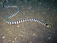 Vlnožil užovkový, Laticauda colubrina, Banded Sea Krait - http://upload.wikimedia.org/wikipedia/commons/6/6e/Laticauda_colubrina_Lembeh2.jpg