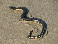 Vodnář dvoubarvý, Pelamis platura, Yellow-bellied Sea Snake - http://upload.wikimedia.org/wikipedia/commons/8/87/Pelamis_Platurus_Costa_Rica.JPG