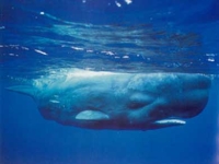 Vorvaň obrovský, Physeter macrocephalus, Sperm whale - http://visindavefur.hi.is/myndir/burhvalur_300903.jpg
