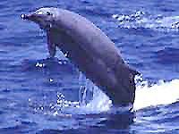 Vorvaňovec tmavý, Mesoplodon mirus, True's Beaked Whale - http://filin.vn.ua/image/kit/m.mirus.jpg