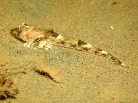 Vřeténka pestrá, Callionymus lyra, Dragonet     - http://www.natuurlijkmooi.net/images/callyr.jpg