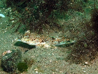 Vřeténka pestrá, Callionymus lyra, Dragonet     - http://www.natuurlijkmooi.net/images/callyrs.jpg