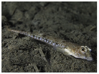 Vřeténka skvrnitá, Callionymus maculatus, --- - http://www.seawater.no/fauna/Fisk/images/CRW_9429.jpg