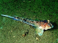 Vřeténka skvrnitá, Callionymus maculatus, --- - http://www.fishbase.org/images/thumbnails/jpg/tn_Camac_ul.jpg
