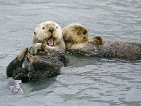 Vydra mořská, Enhydra lutris, Sea otter - http://www.christianhandl.com/Unterebene1/Downloads/Web_gallery/images/M009907.jpg