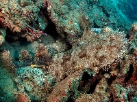 Wobegong indonéský, Orectolobus dasypogon, Tasselled wobbegong - http://www.daveharasti.com/articles/speciesspotlight/images/Tasselled_Wobbegong.jpg