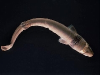 Žraloček brazilský, Isistius brasiliensis, Cookiecutter shark - http://www.livt.net/Clt/Ani/Cho/Chn/Sel/sel015.jpg