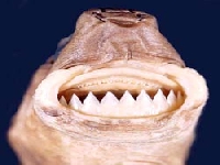 Žraloček brazilský, Isistius brasiliensis, Cookiecutter shark - http://www.flmnh.ufl.edu/fish/gallery/descript/CookiecutterShark/cookieteeth.jpg