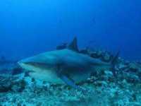 Žralok bělavý, Carcharhinus leucas, Bull shark - http://www.tethys.cz/galerie/zraloci/z_belavy.jpg