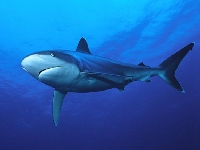 Žralok bělocípý, Carcharhinus albimarginatus, Silvertip shark - http://www.e-voyageur.com/forum/album_picm.php?pic_id=40