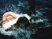 Žralok bílý, Carcharodon carcharias, Great white shark - http://upload.wikimedia.org/wikipedia/commons/8/8f/Great_white_shark_at_his_back11.jpg