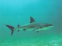 Žralok černocípý, Carcharhinus limbatus, Blacktip shark - http://www.dorenbach.ch/meer/haie/images/prevs/prev2.jpg