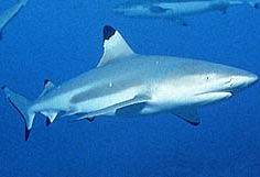 Žralok černoploutvý, Carcharhinus melanopterus, Blacktip reef shark - http://www.chez.com/fins/image/requinpointesnoires.jpg
