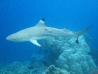 Žralok černoploutvý, Carcharhinus melanopterus, Blacktip reef shark - http://64.95.130.5/FishWatcher/Photos/Carcharhinus_Melanopterus.jpg