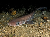 Žralok černoústý, Galeus melastomus, Blackmouth catshark   - http://fishbase.org/images/species/Gamel_u8.jpg