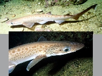 Žralok černoústý, Galeus melastomus, Blackmouth catshark   - http://fishbase.org/images/species/Gamel_u1.jpg