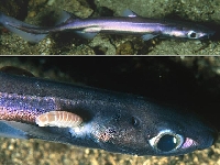 Žralok černý, Etmopterus spinax, Velvet belly lantern shark - http://fishbase.org/images/species/Etspi_u1.jpg