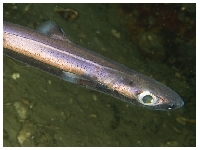 Žralok černý, Etmopterus spinax, Velvet belly lantern shark - http://www.seawater.no/fauna/Fisk/images/CRW_8545.jpg