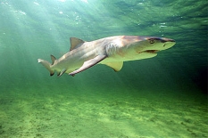 Žralok citronový, Negaprion brevirostris, Lemon shark - http://www.flmnh.ufl.edu/fish/education/sharkkey/images/lemonshark2.jpg