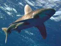 Žralok dlouhoploutvý, Carcharhinus longimanus, Oceanic whitetip shark - http://www.stranypotapecske.cz/teorie/zraloci08.jpg
