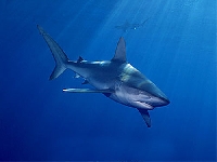 Žralok galapážský, Carcharhinus galapagensis, Galapagos shark