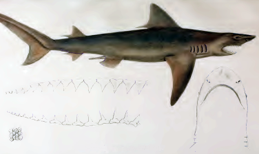 Žralok ganžský, Glyphis Gangeticus, Ganges shark - http://upload.wikimedia.org/wikipedia/commons/6/60/Carcharias_gangeticus_by_muller_and_henle.png