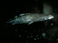 Žralok grónský, Somniosus microcephalus, Greenland shark    - http://fishbase.org/images/species/Somic_u2.jpg