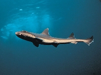 Žralok hladký, Mustelus mustelus, Smooth-hound   - http://www.sergiohanquet.com/images/tibu09/09.jpg