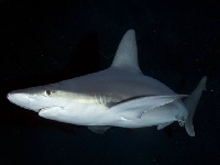 Žralok hnědý, Carcharhinus plumbeus, Sandbar shark - http://www.elasmodiver.com/Sharkive%20images/Sandbar-Shark-001.jpg