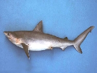 Žralok karibský, Rhizoprionodon porosus, Caribbean sharpnose shark - http://www.flmnh.ufl.edu/fish/gallery/descript/csharpnose/atlsharpnose.JPG