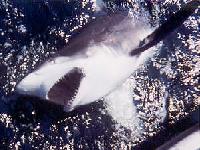 Žralok krátkoploutvý, Carcharhinus brevipinna, Spinner shark - http://marinebio.org/species.asp?id=492