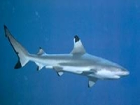 Žralok krátkoploutvý, Carcharhinus brevipinna, Spinner shark - http://www.gulfsportfishing.com/