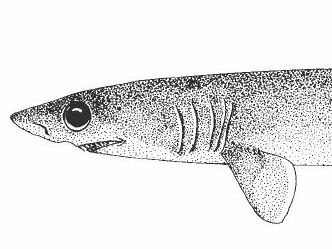 Žralok krokodýlí, Pseudocarcharias kamoharai, Crocodile shark - http://upload.wikimedia.org/wikipedia/commons/2/23/Lamn70.jpg