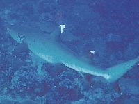 Žralok lagunový, Triaenodon obesus, Whitetip reef shark - C:Documents and Settings	estPlochaa_whitetipreefshark.jpg