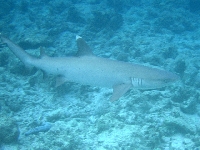 Žralok lagunový, Triaenodon obesus, Whitetip reef shark - http://64.95.130.5/FishWatcher/Photos/Triaenodon_obesus.jpg