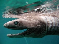 Žralok límcový, Chlamydoselachus anguineus, Frilled shark - http://www.strange-insolite.com/inf/imagesvideos/requin-lezard-tete.jpg