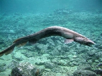 Žralok límcový, Chlamydoselachus anguineus, Frilled shark - http://idoubtit.files.wordpress.com/2007/01/f_shrk.jpg