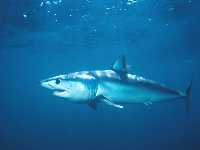 Žralok mako, Isurus oxyrinchus, Shortfin mako - http://www.goldenstateimages.com/big/image_files/15054d.jpg