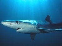 Žralok modrý, Prionace glauca, Blue shark - http://www.goldenstateimages.com/big/image_files/2032d.jpg