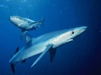 Žralok modrý, Prionace glauca, Blue shark - http://www.fan-zone.net/groups/1-10000/802/photos/9102.jpg