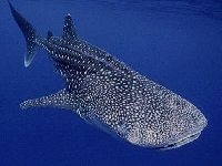 Žralok obrovský, Rhincodon typus, Whale shark - http://www.zraloci.cz/galerie/zraloci/z_velrybi.jpg