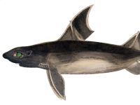 Žralok ostnatý, Oxynotus centrina , Angular roughshark   - http://upload.wikimedia.org/wikipedia/commons/f/f7/Oxynotus_centrina_Gervais.jpg