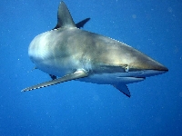 Žralok Perezův, Carcharhinus perezii, Caribbean reef shark - http://upload.wikimedia.org/wikipedia/commons/thumb/f/ff/Carcharhinus_perezi.jpg/800px-Carcharhinus_perezi.jpg