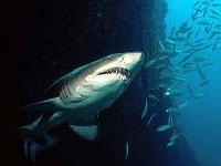 Žralok písečný, Carcharias taurus, Sand tiger shark     - http://www.amonline.net.au/fishes/students/focus/images/ctaurus2.jpg