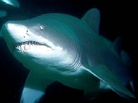 Žralok písečný, Carcharias taurus, Sand tiger shark     - http://www.austmus.gov.au/fishes/students/focus/images/ctauresa2.jpg